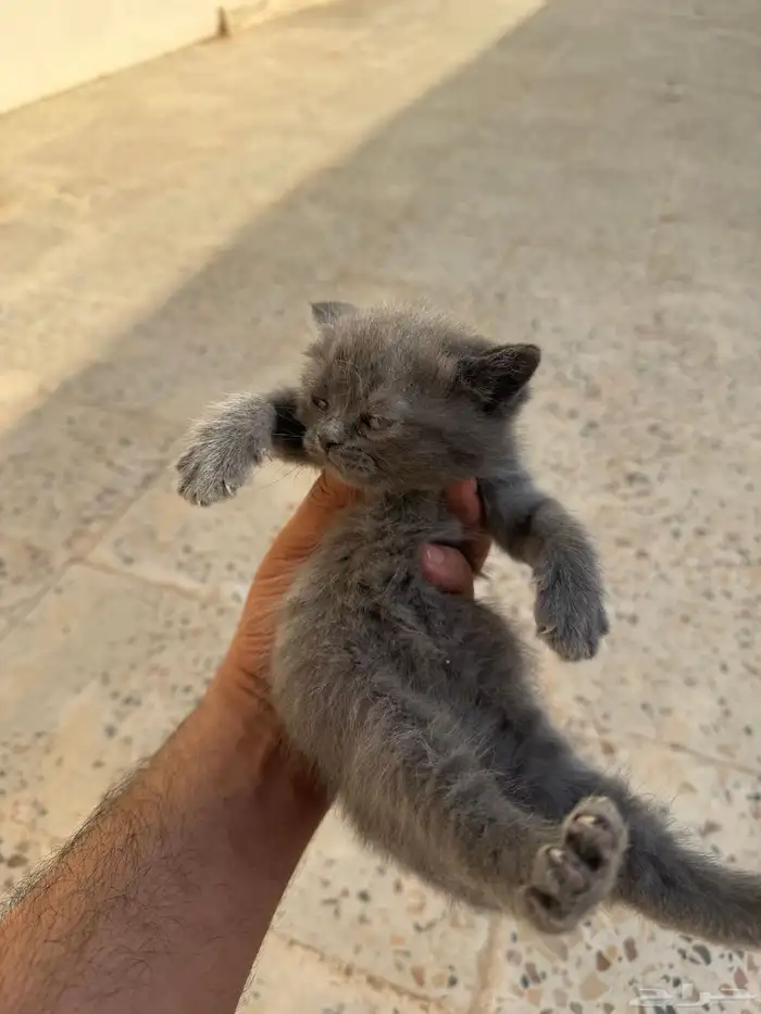 للبيع سكوتش فولد 7
