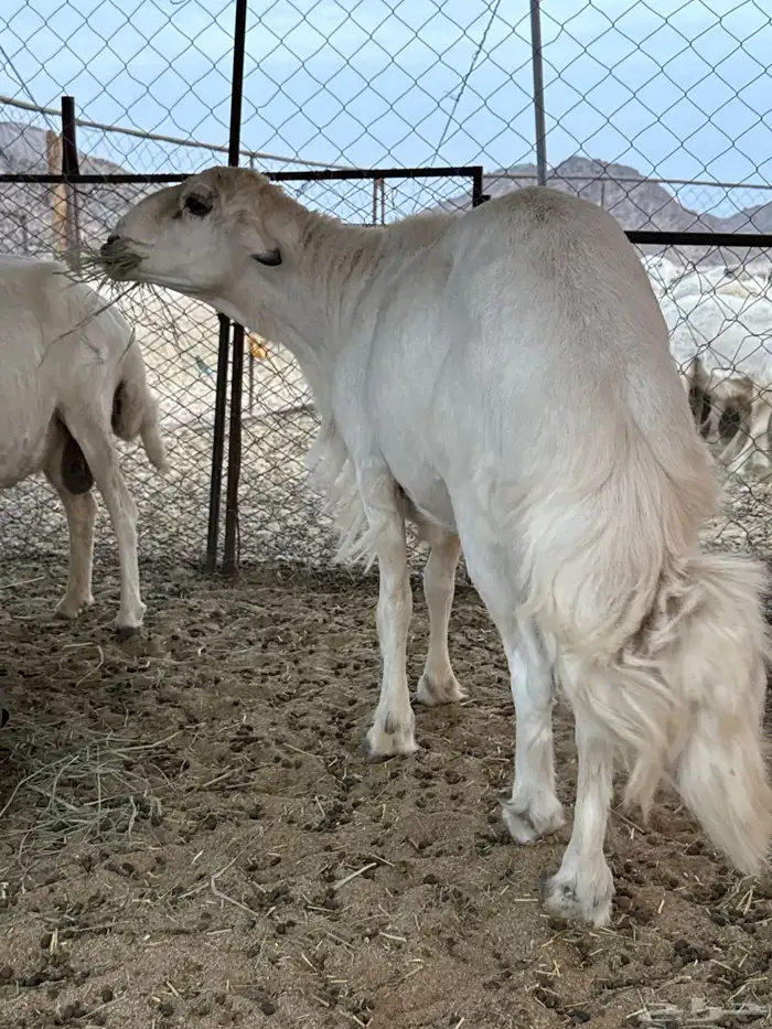 متبع تحتها رخل وخروف فحل كفو وإنتاجه كفو 7
