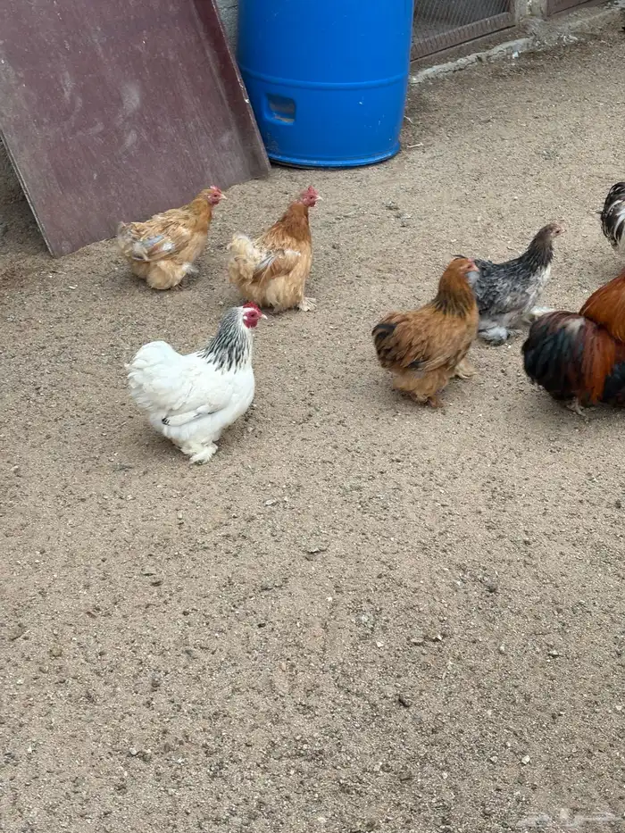 دجاج كوشن للبيع 1