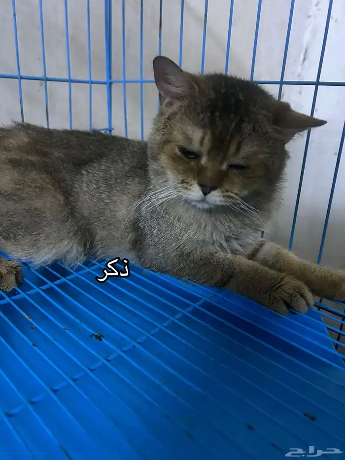 سكوتش فولد 8