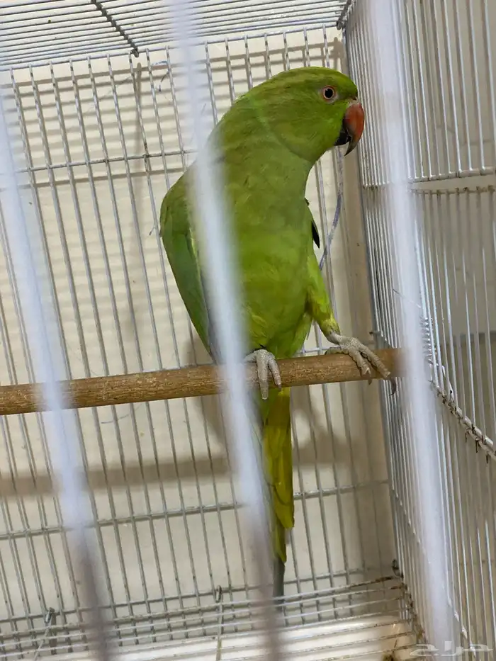 درة أنثى للإنتاج للبيع أو البدل 0