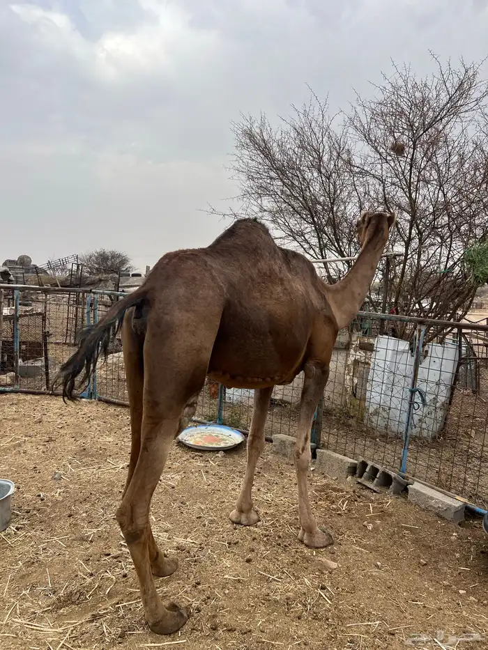 ناقه حمراء لقحه 3