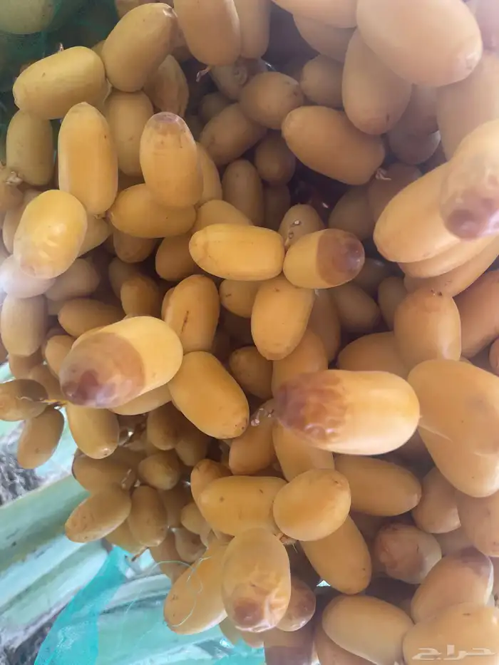 خرفه 4