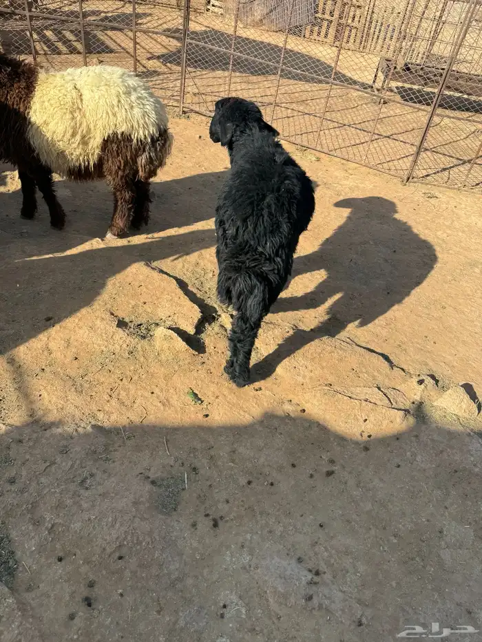 الجوف سكاكا 1