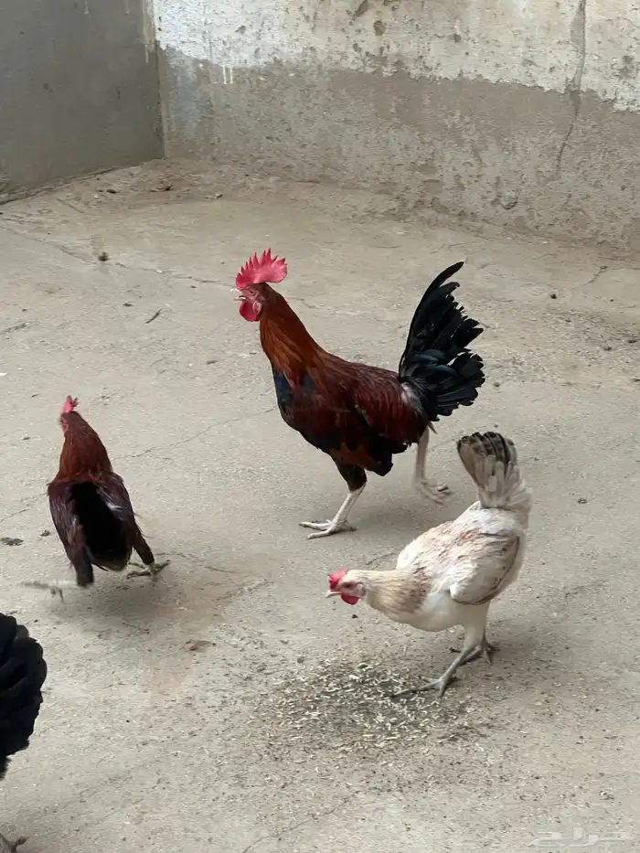 بيض بلدي (( المخواه)) 4