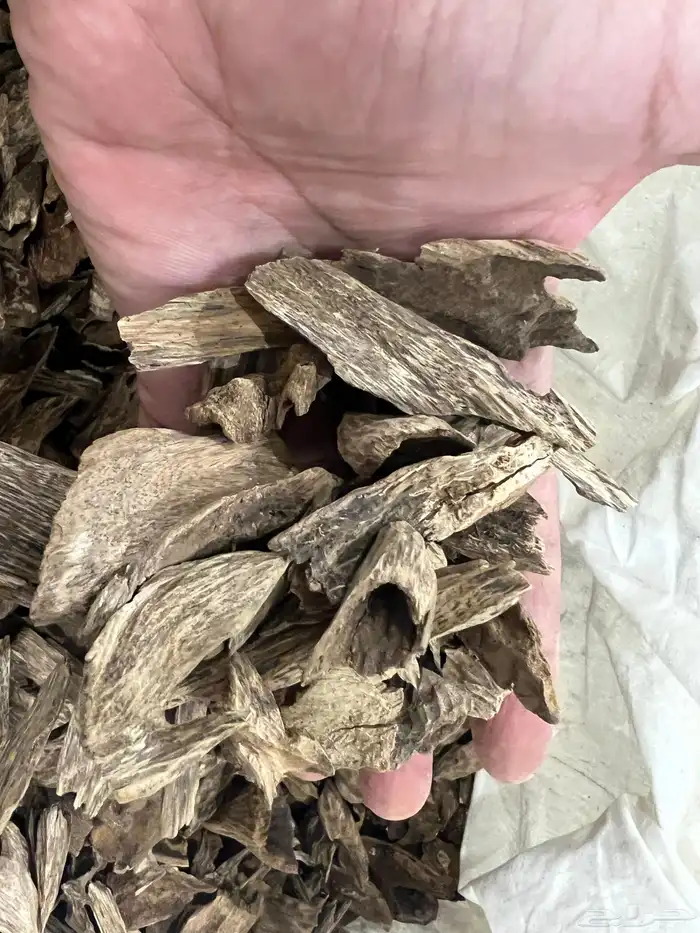 عود موروكي حي دبل وتربل 3