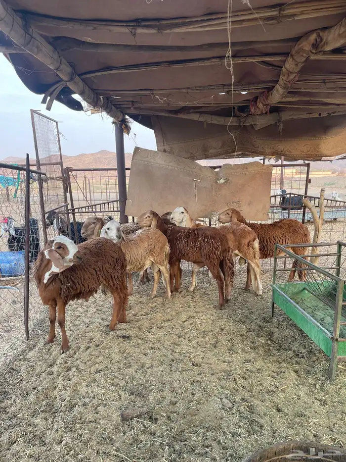طليان سواكن 0