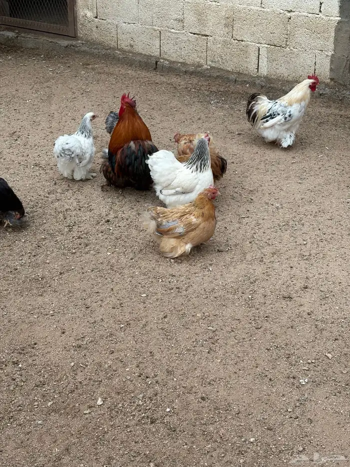 دجاج كوشن للبيع 4