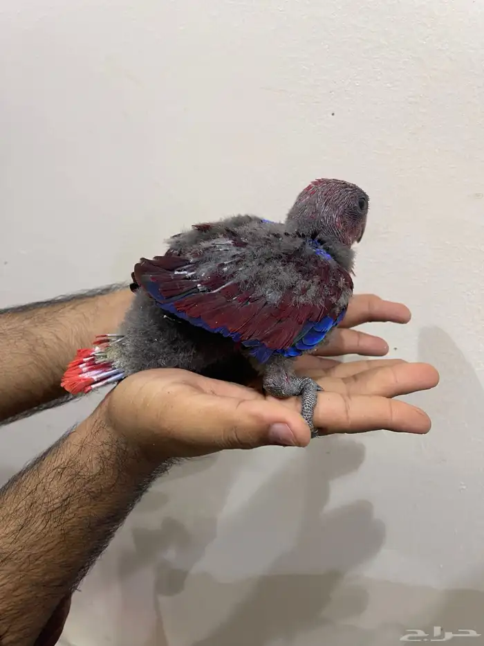 فرخ اكلكتوس انثى 2