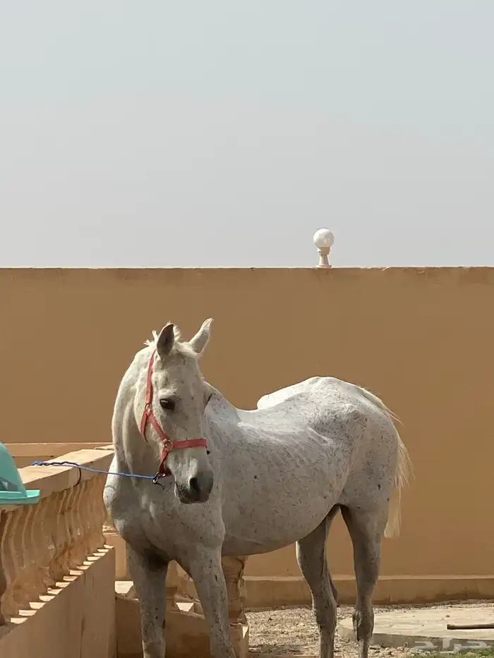 فرس شعبيه للبيع معها مهر 3