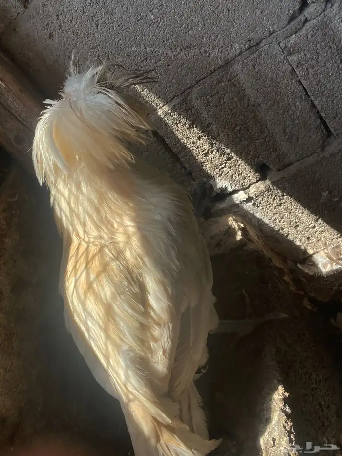 دجاج بولش منتج 3