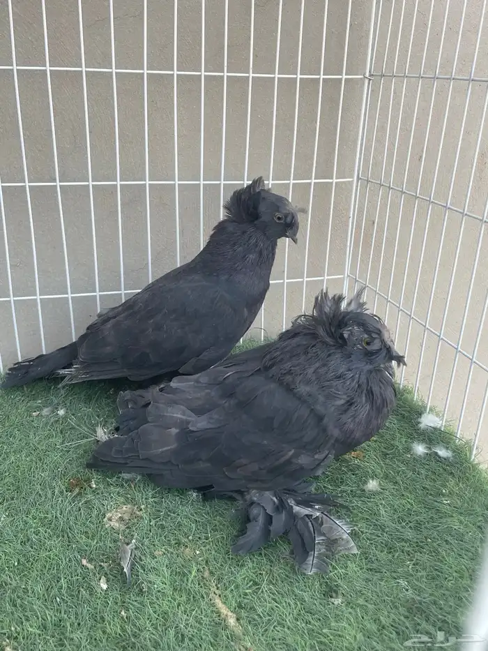 مجموعة حمام زينة للبيع 4