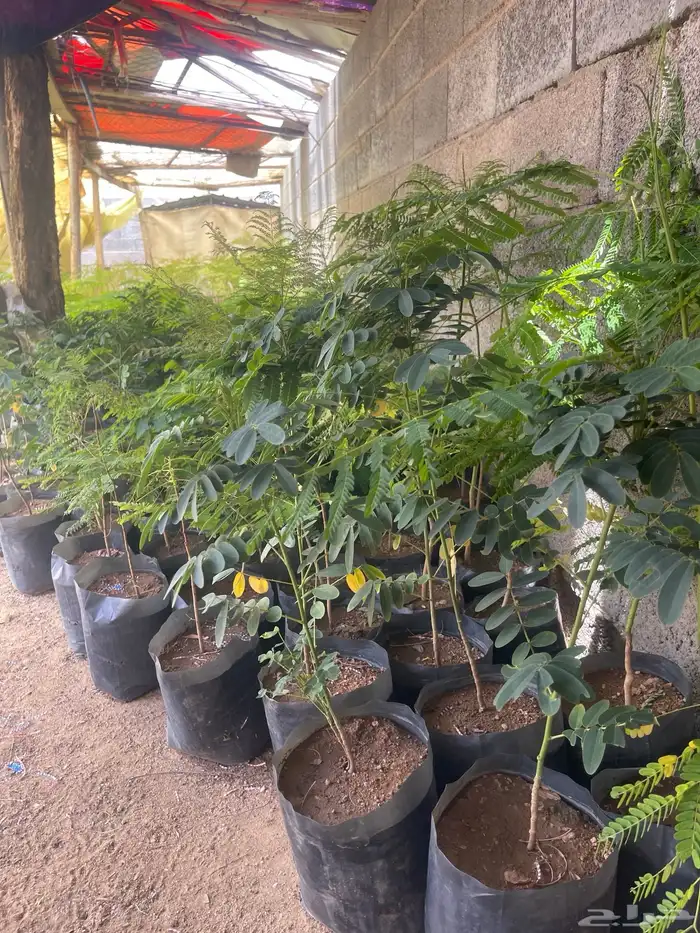 اشجار جاكرنداء وبنسيانو واكاسيا 0