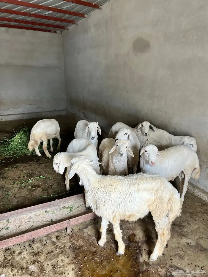 خرفان 0