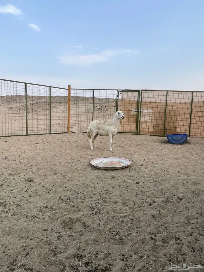 نعجه تواه ثنيه مضرع وصنف 0