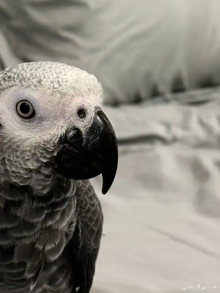 كاسكو اليف جدا تم البيع 0