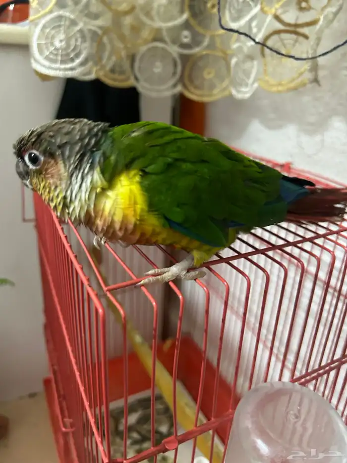ببغاء كنيور اناناس 5