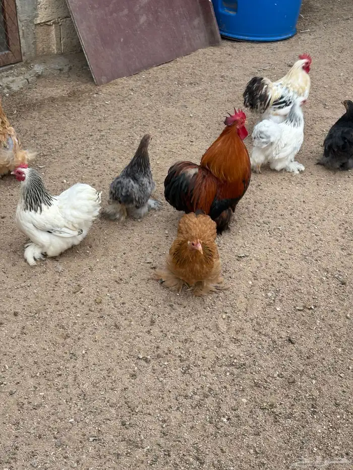 دجاج كوشن للبيع 3