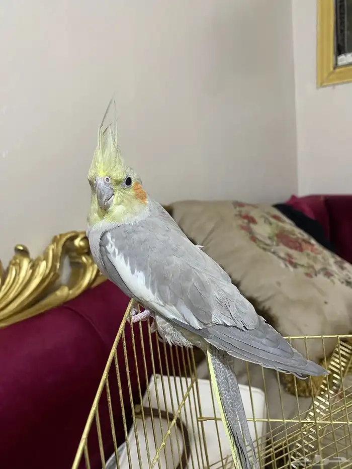 ببغاء كروان صحة جيدة أنثى 2