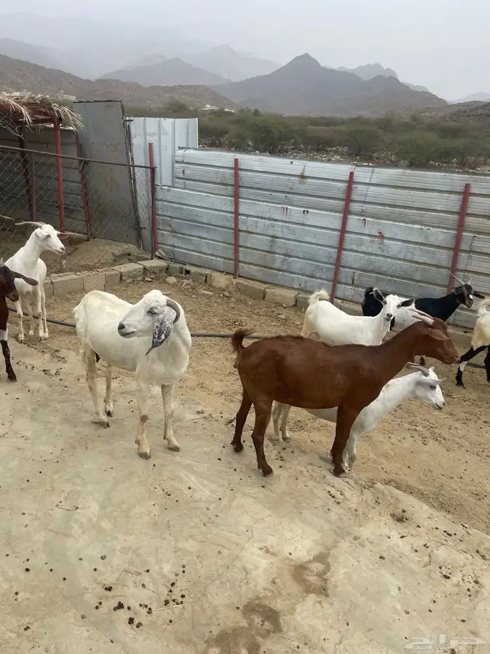ماعز طيبه للبيع 1