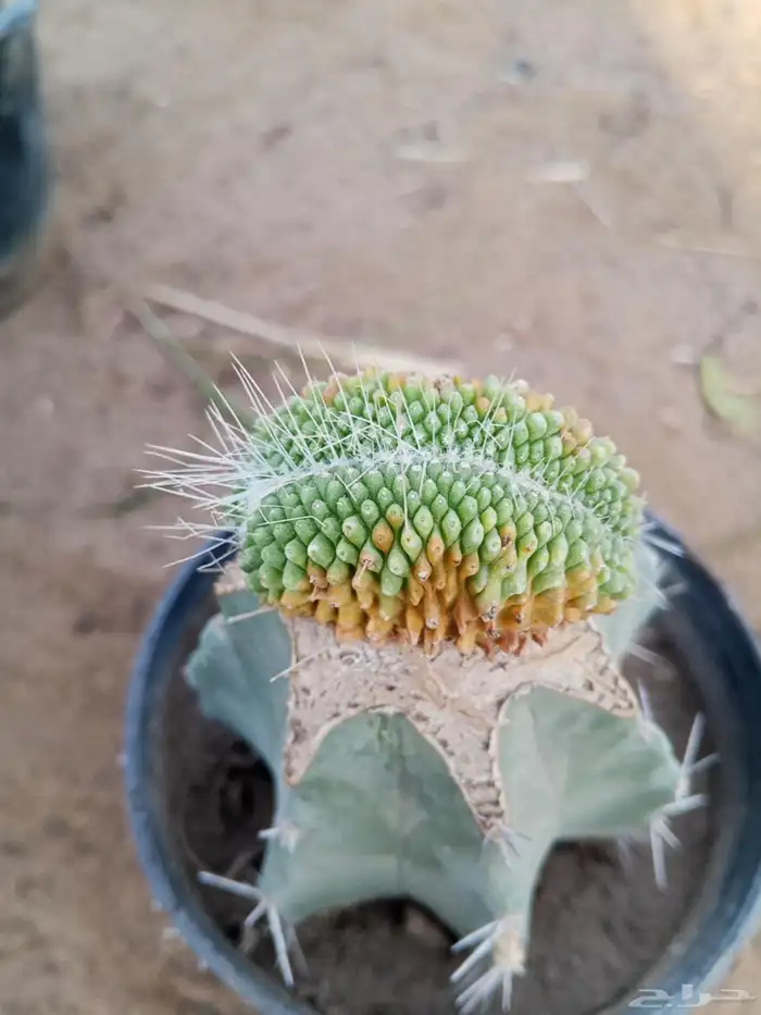 صبارات مستورده 9