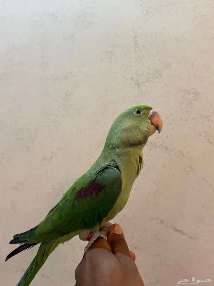 فرخ دره نيبالي بدايه هدد (( تم البيع بل الحد المطلوب )) 2