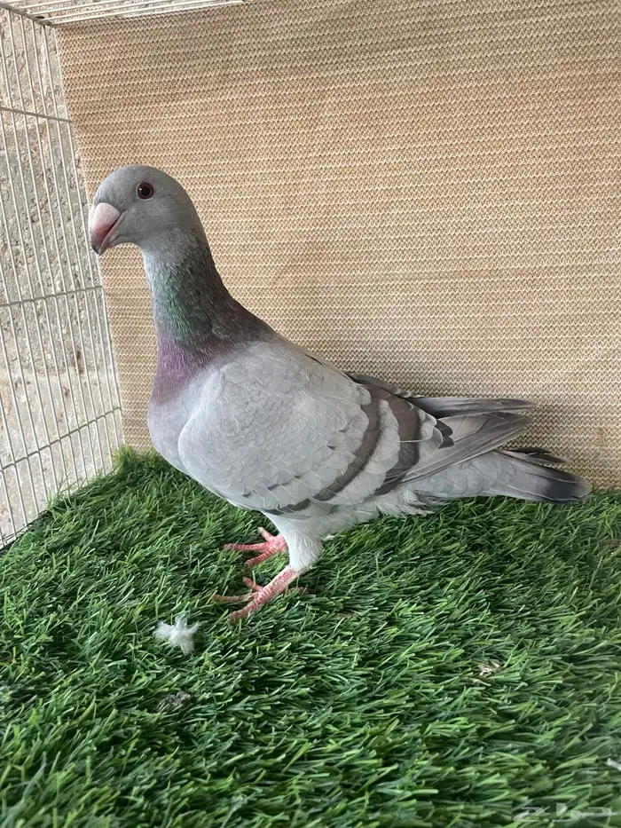 حمام زينه 3