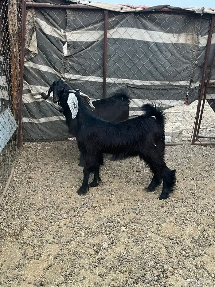 جفار مقنوي وذبح 3