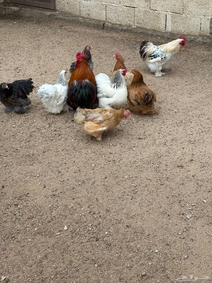 دجاج كوشن للبيع 5