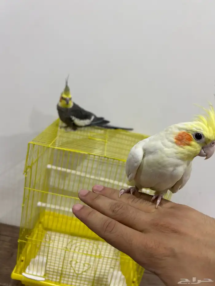 كروان للبيع 2