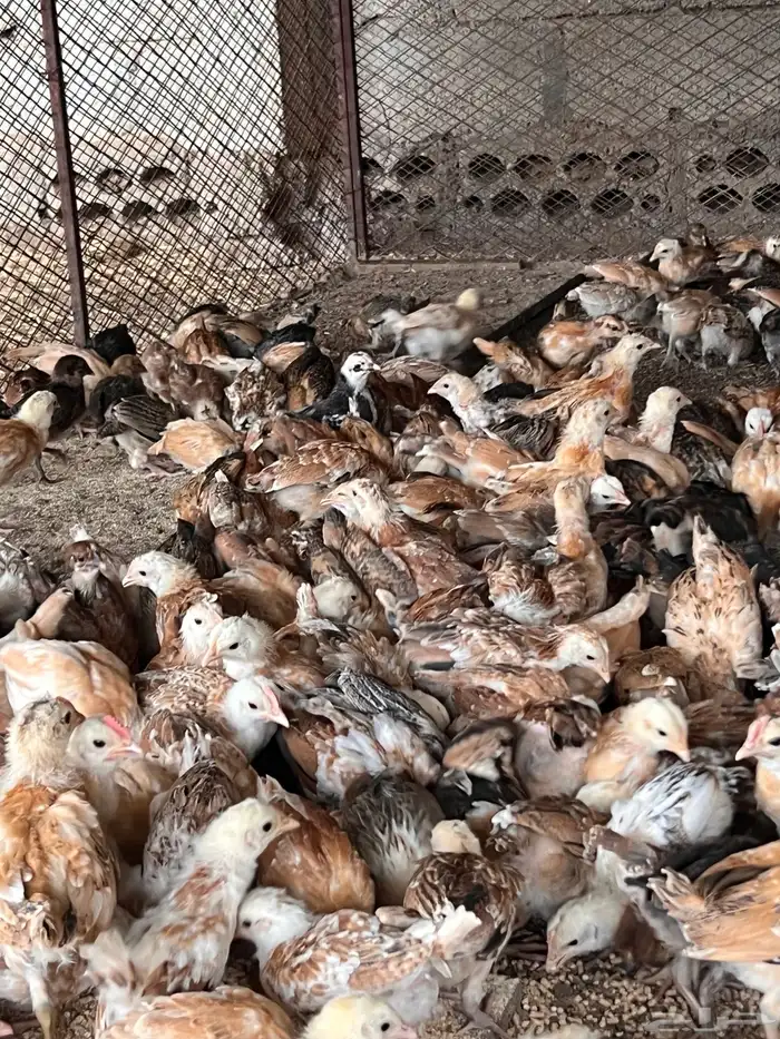 فروخ دجاج بلدي 6