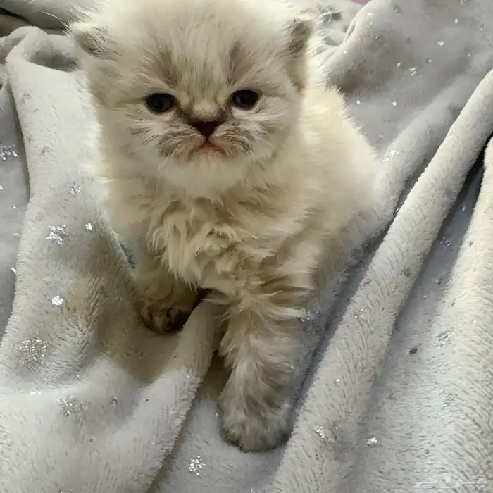 قطط قطة صغيره صغيرة قطه 13