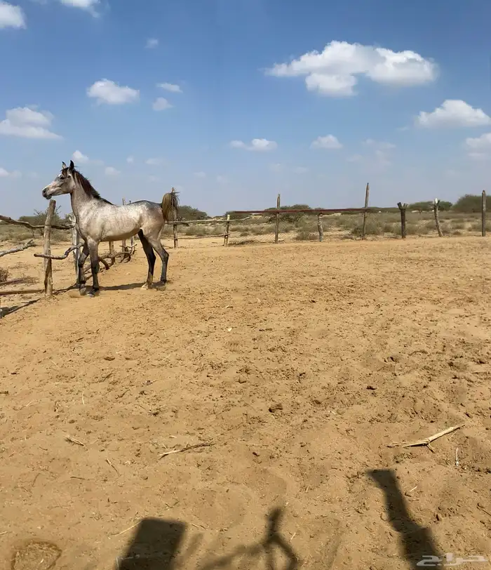 مهره شعبي كفو 0