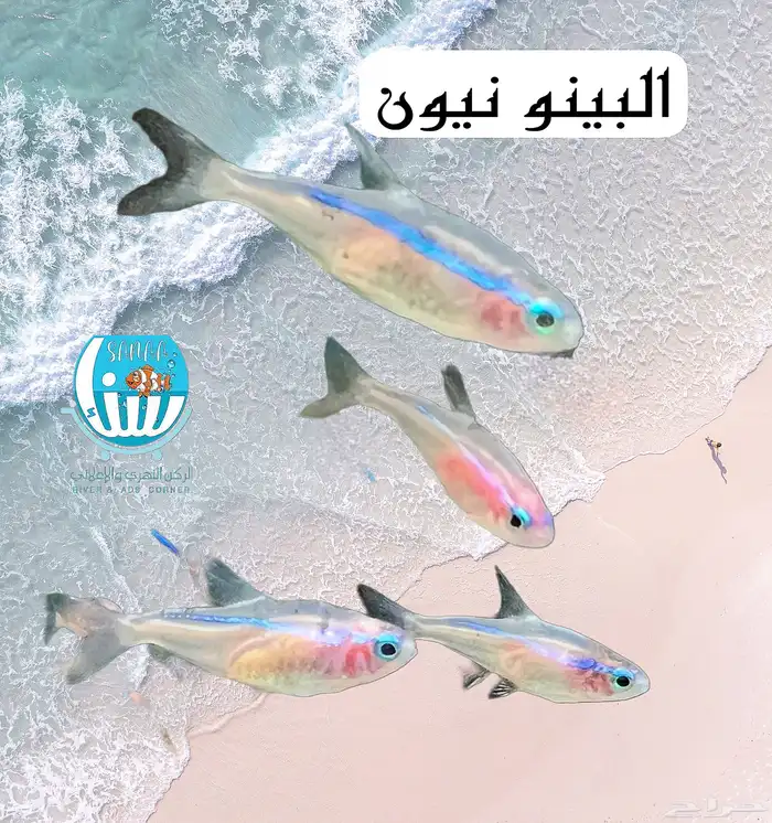 اسماك البينو نيون تترا 1