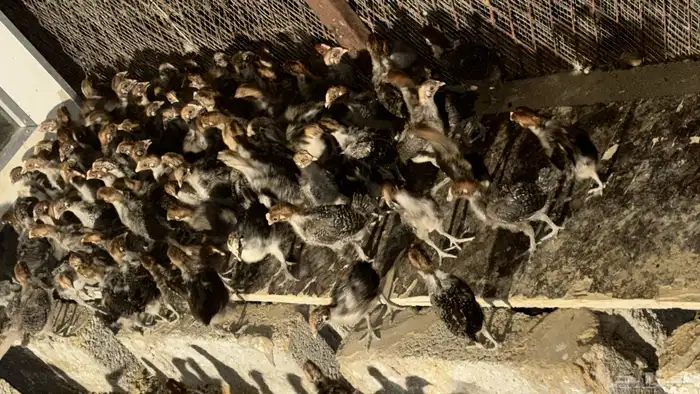 للبيع صيصان فيومي اصل العدد 1500 يزود او ينقص 3
