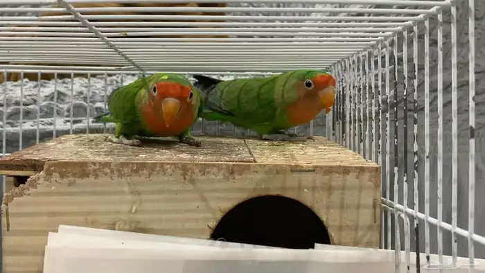 هجين روز وفيشر 1