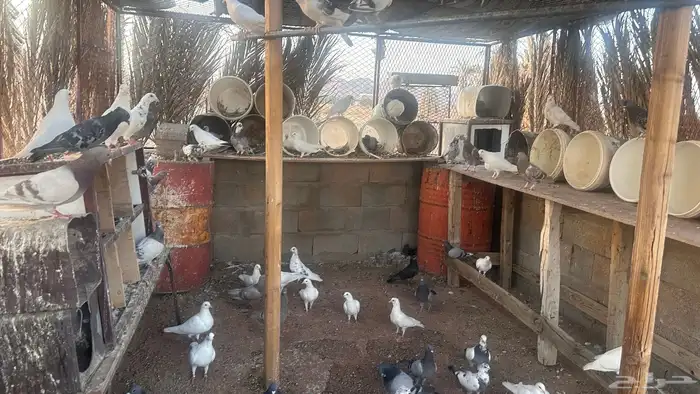 للبيع عشت حمام كامله 3