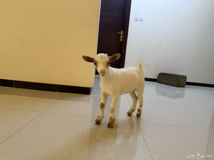 تيس قزميه 1