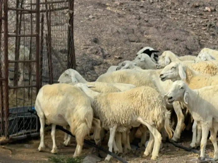 مراح حرش طيبه 3