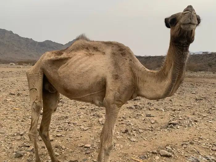ناقه قصب للبيع 0