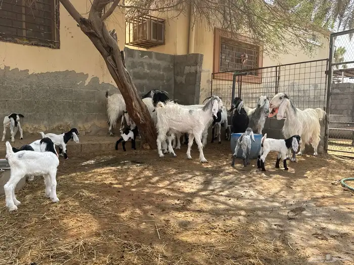 ابو تركي جاكم بمعزى وليد نقوة شرط تشريها وانت تضحك بالخرج 1