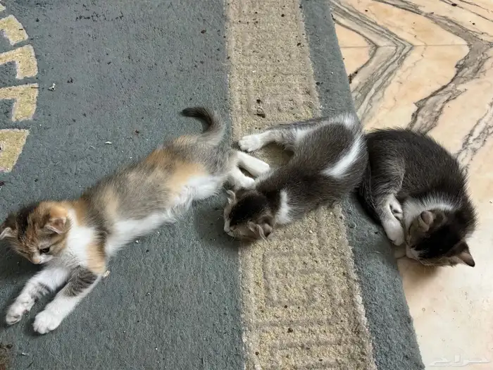 كيتين سكوتش وشيرازى للتبنى 3