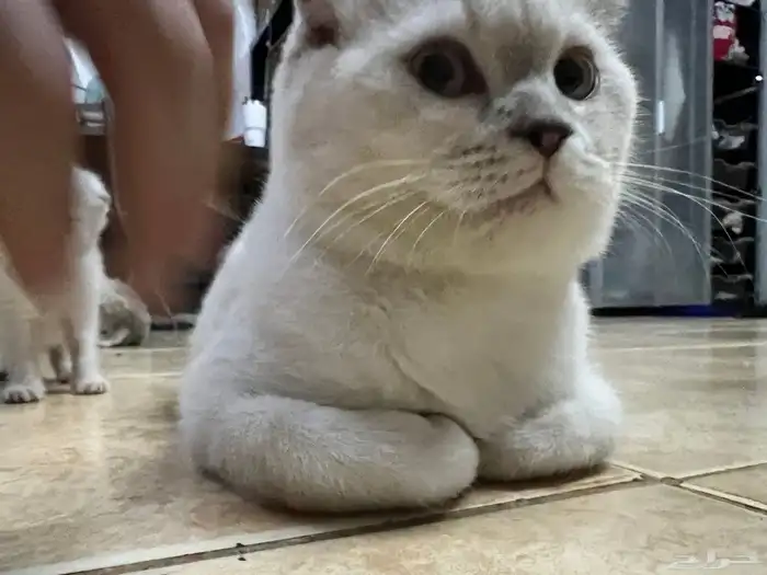 قط سكوتش مع هملايا جدا جميل ولعوب عمره سنه للتبني بسعر رمزي 3