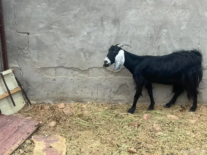 غنم للبيع 5