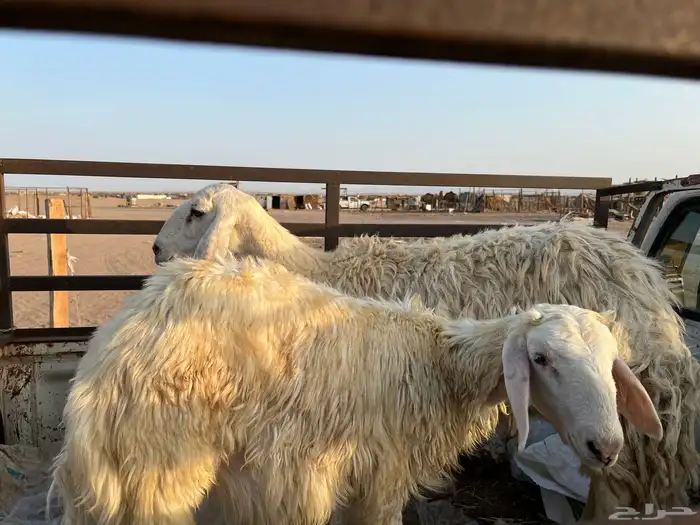 نعجه والد تحتاها طلي كبرها 3
