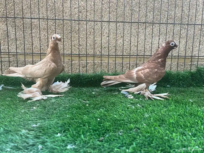 طبة أوزبك مستوى راقي 0