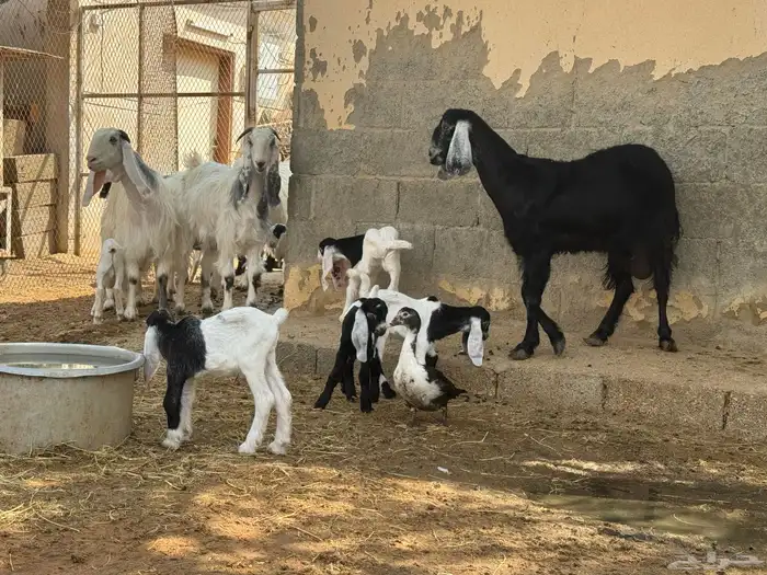 ابو تركي جاكم بمعزى وليد نقوة شرط تشريها وانت تضحك بالخرج 2