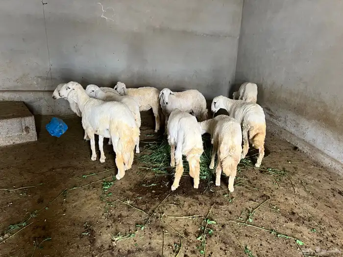 خرفان 2