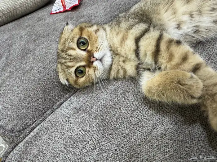 قطط  سكوتش فولد بيور 5