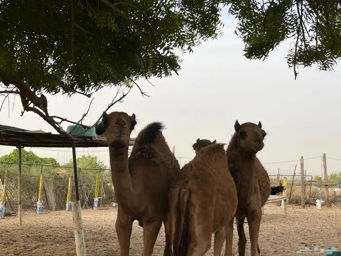 القنفذة القوز الجرد 6